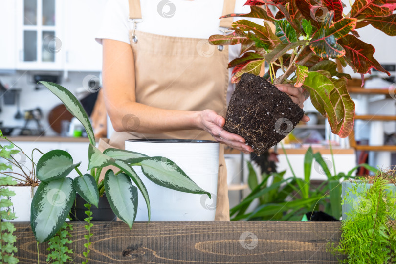 Скачать Пересадка и уход за домашним растением codium croton в новый горшок в домашнем интерьере. Женщина разводит и выращивает растения для хобби, держит тропическое растение с красными листьями фотосток Ozero