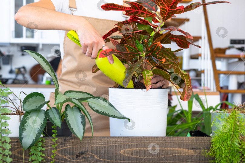 Скачать Пересадка и уход за домашним растением codium croton в новый горшок в домашнем интерьере. Женщина разводит и выращивает растения для хобби, держит тропическое растение с красными листьями фотосток Ozero