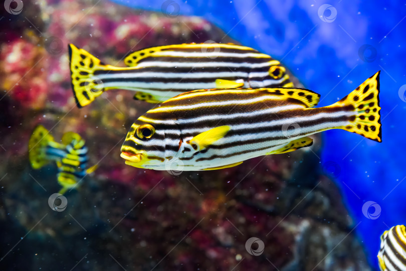 Скачать Лайнер sweetlips скользит по тропическому рифу, демонстрируя ярко-желтый хвост и смелый полосатый рисунок на теле фотосток Ozero