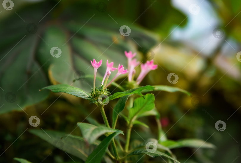 Скачать Крупный план розовых цветущих цветов Pentas lanceolata (египетское звездчатое скопление), тропического растения из семейства рубиевых. Яркие цветы в форме звезды с пышной зеленой листвой. фотосток Ozero