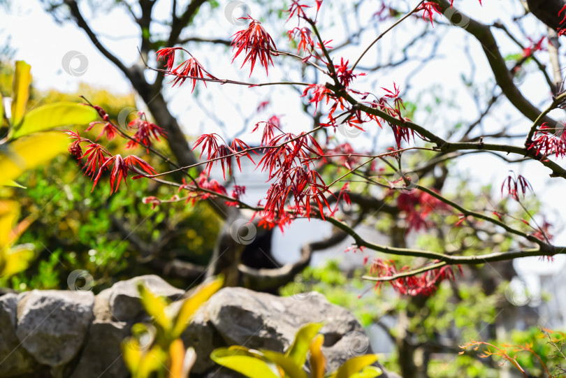 Скачать Нежные красные листья японского клена (Acer palmatum) с глубоко вырезанными краями на изогнутых ветвях, освещенные солнечным светом в декоративном саду фотосток Ozero