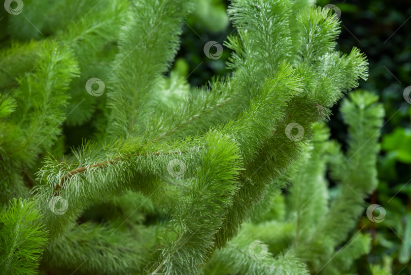 Скачать Adenanthos sericeus - пушистый кустарник с мягкой серебристой листвой. Австралийский кустарник родом из Западной Австралии, идеально подходит для засухоустойчивых садов. фотосток Ozero