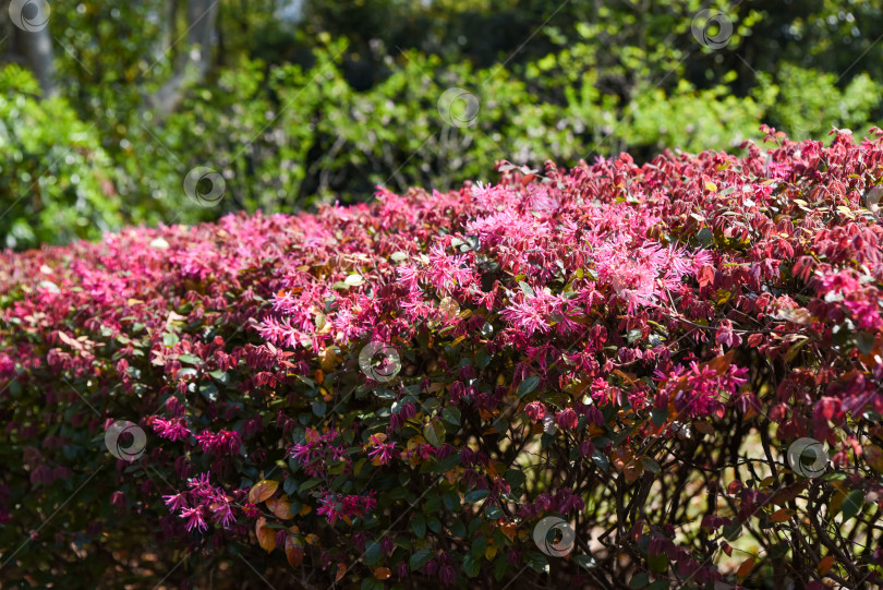 Скачать нежные лепестки Loropetalum chinense с капельками воды, подчеркивающие текстуру цветка на ремешке и детали из гамамелиса фотосток Ozero