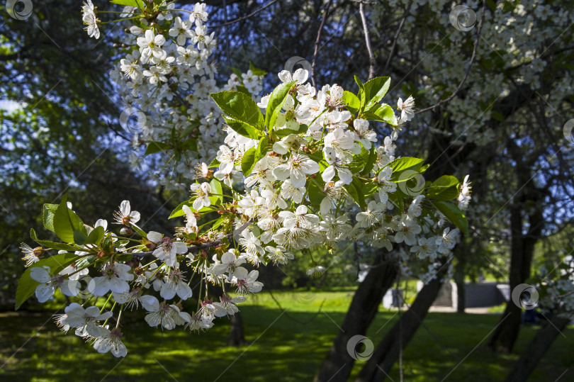 Скачать Цветущая вишня фотосток Ozero