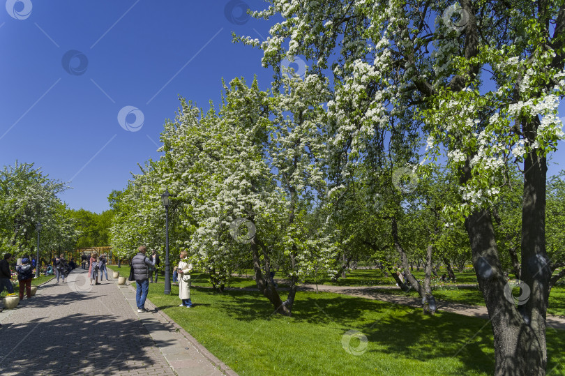 Скачать Цветущие груши фотосток Ozero