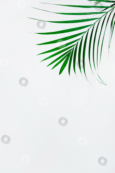 Скачать Минимальный естественный фон с зеленым комнатным растением фотосток Ozero