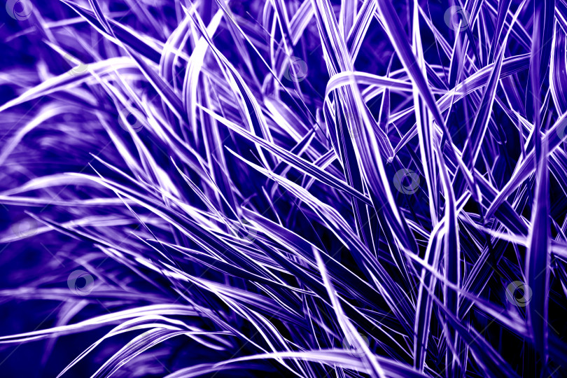 Скачать Естественный фон травянистых растений фиолетового цвета фотосток Ozero