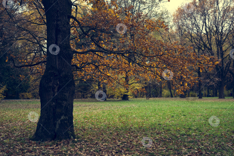 Скачать Желтые листья старого дуба. Осенний фон. фотосток Ozero