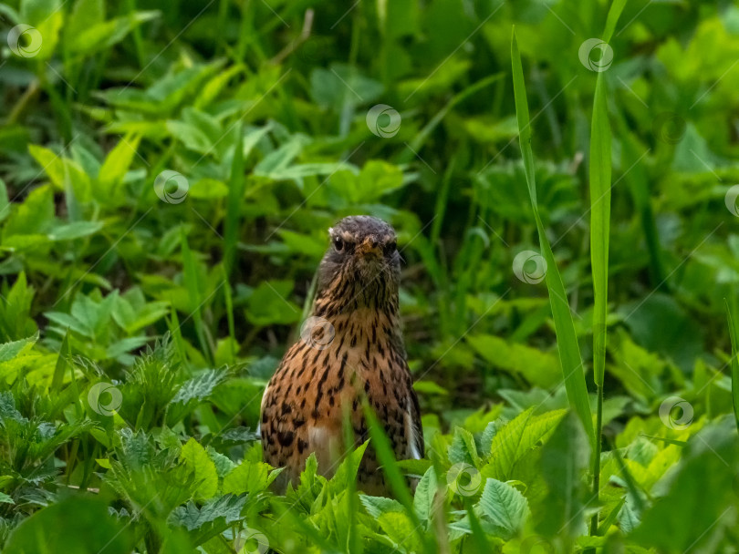 Скачать Рябиновый дрозд (turdus pilaris) выглядит фотосток Ozero