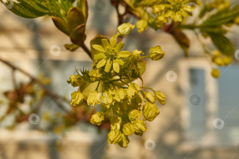 Скачать Распускаются цветочные почки клена остролистного (лат. Acer platanoides). фотосток Ozero