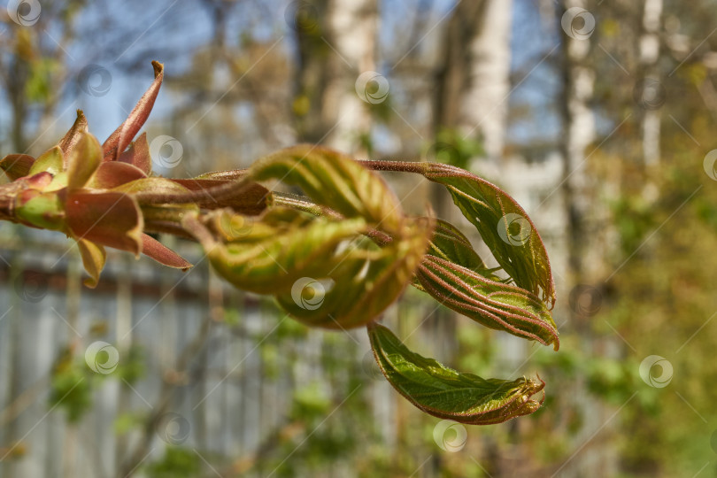 Скачать Из листовых почек клена остролистного (лат. Acer platanoides) распустились листья. фотосток Ozero
