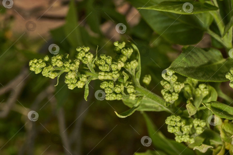 Скачать Распускаются бутоны сирени. Бутоны сирени (лат. Syringa vulgaris) в лучах весеннего солнца. фотосток Ozero
