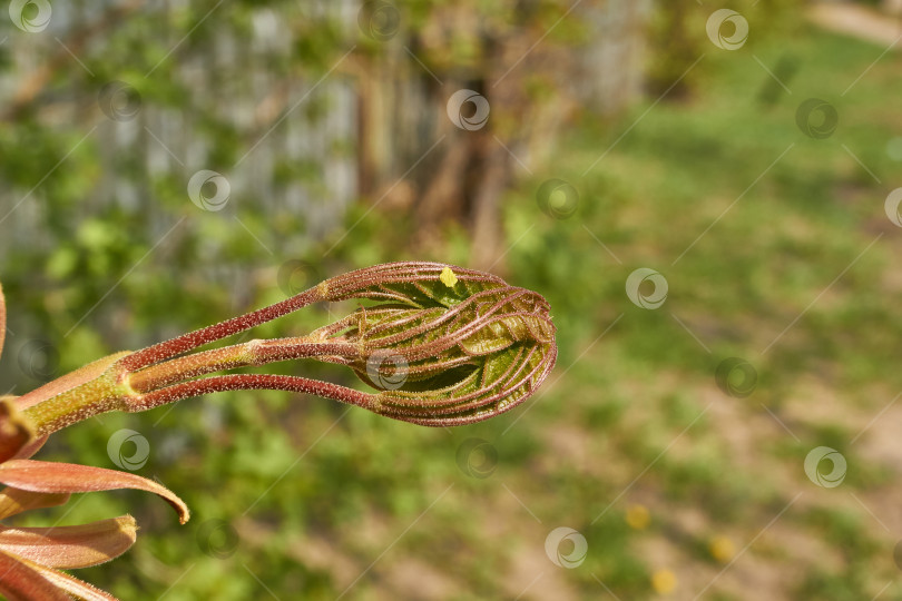 Скачать Из листовых почек клена остролистного (лат. Acer platanoides) распустились листья. фотосток Ozero