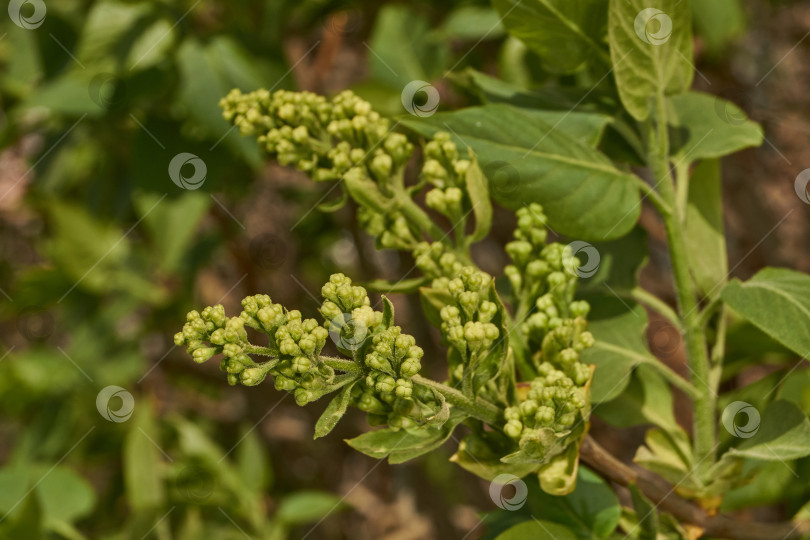 Скачать Распускаются бутоны сирени. Бутоны сирени (лат. Syringa vulgaris) в лучах весеннего солнца. фотосток Ozero