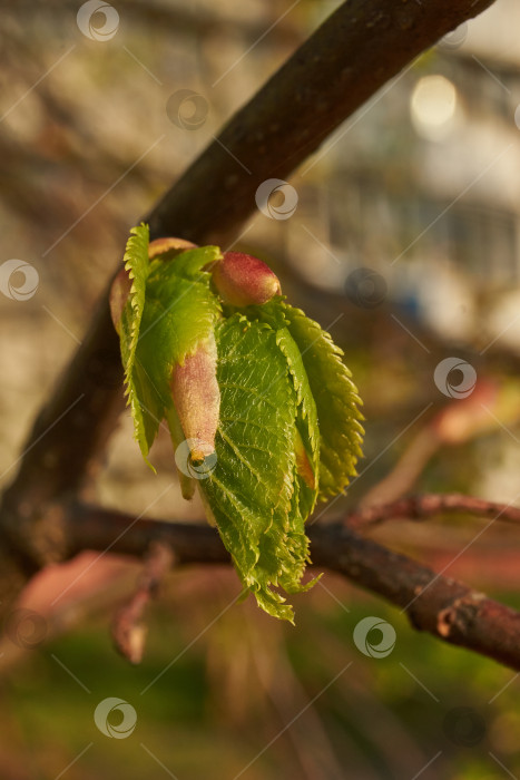 Скачать Бутоны липы распускаются. Бутоны липы (лат. Tilia) в лучах весеннего солнца. фотосток Ozero
