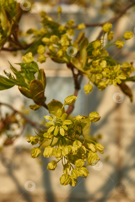 Скачать Распускаются цветочные почки клена остролистного (лат. Acer platanoides). фотосток Ozero