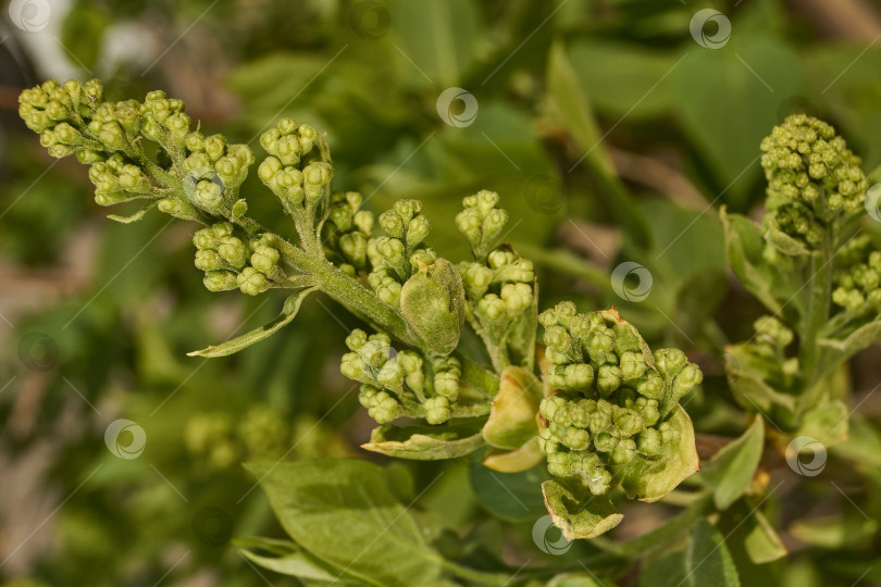 Скачать Распускаются бутоны сирени. Бутоны сирени (лат. Syringa vulgaris) в лучах весеннего солнца. фотосток Ozero