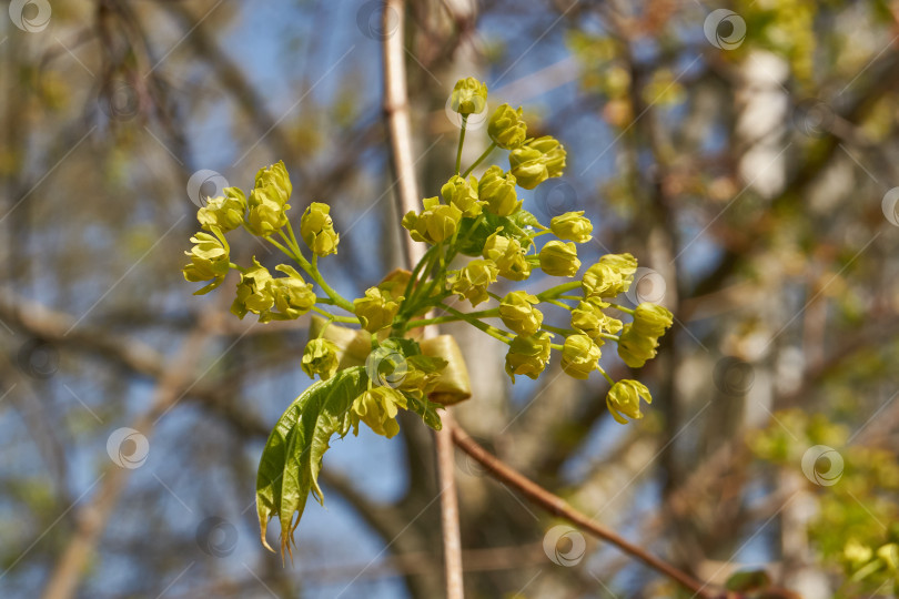 Скачать Распускаются цветочные почки клена остролистного (лат. Acer platanoides). фотосток Ozero