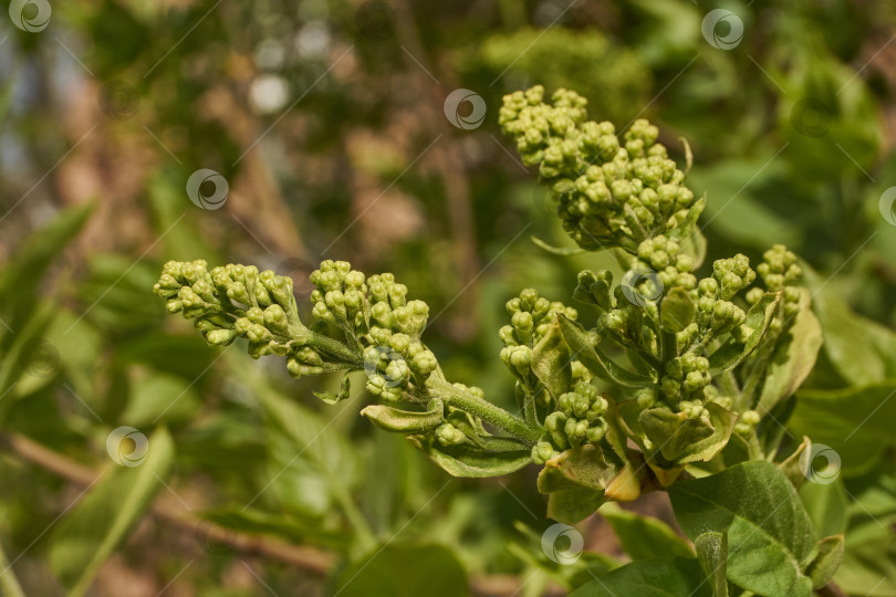 Скачать Распускаются бутоны сирени. Бутоны сирени (лат. Syringa vulgaris) в лучах весеннего солнца. фотосток Ozero