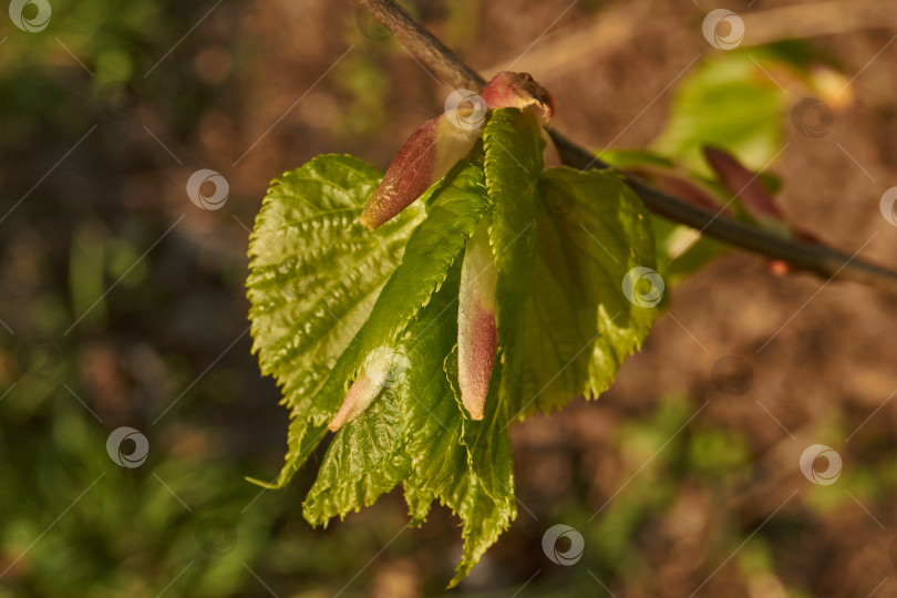 Скачать Бутоны липы распускаются. Бутоны липы (лат. Tilia) в лучах весеннего солнца. фотосток Ozero