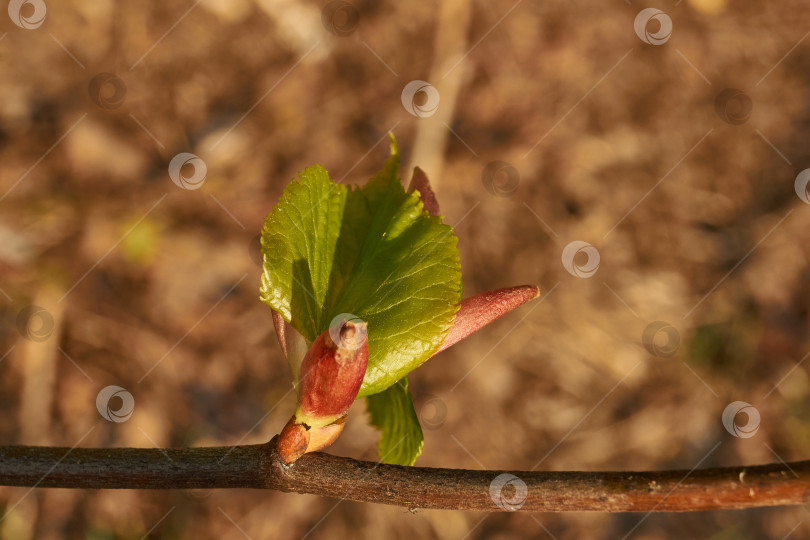 Скачать Бутоны липы распускаются. Бутоны липы (лат. Tilia) в лучах весеннего солнца. фотосток Ozero