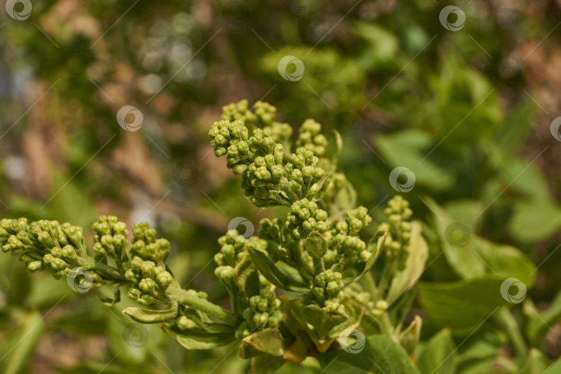 Скачать Распускаются бутоны сирени. Бутоны сирени (лат. Syringa vulgaris) в лучах весеннего солнца. фотосток Ozero