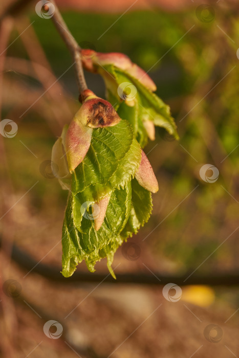 Скачать Бутоны липы распускаются. Бутоны липы (лат. Tilia) в лучах весеннего солнца. фотосток Ozero
