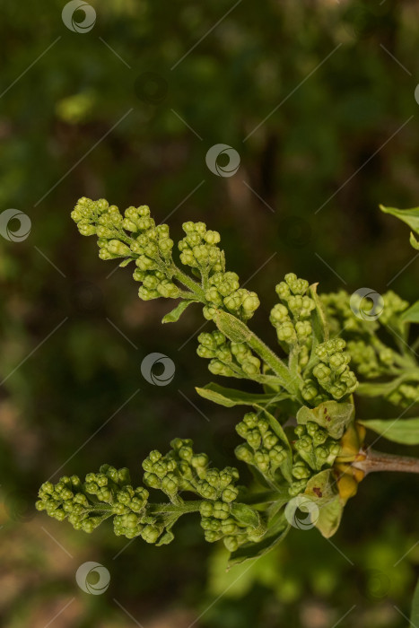 Скачать Распускаются бутоны сирени. Бутоны сирени (лат. Syringa vulgaris) в лучах весеннего солнца. фотосток Ozero