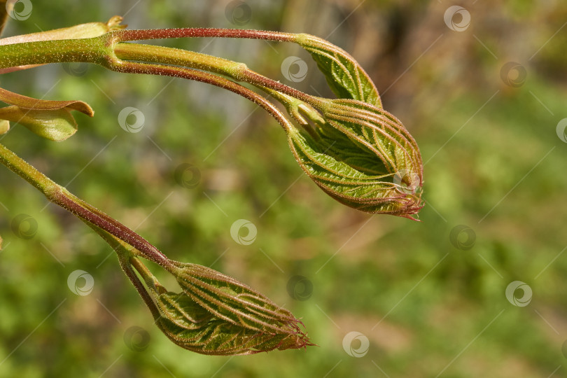 Скачать Из листовых почек клена остролистного (лат. Acer platanoides) распустились листья. фотосток Ozero