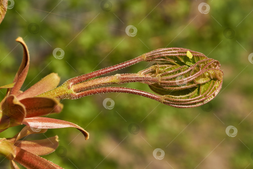 Скачать Из листовых почек клена остролистного (лат. Acer platanoides) распустились листья. фотосток Ozero
