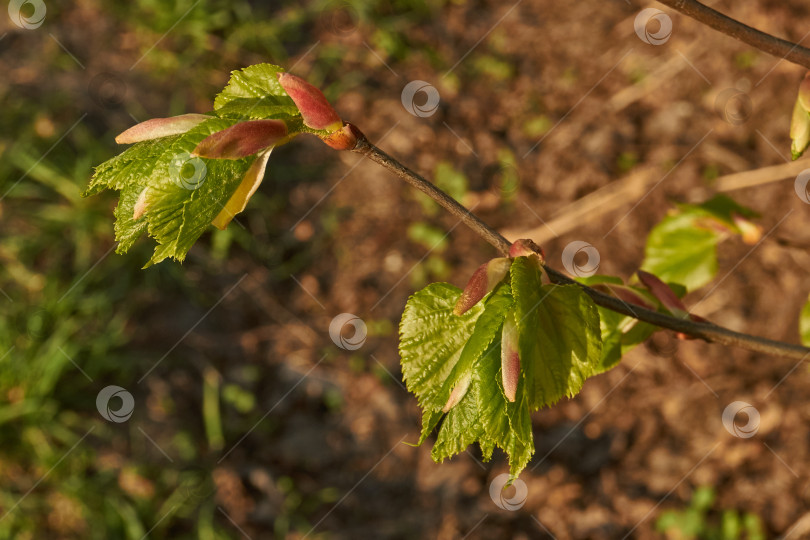 Скачать Бутоны липы распускаются. Бутоны липы (лат. Tilia) в лучах весеннего солнца. фотосток Ozero