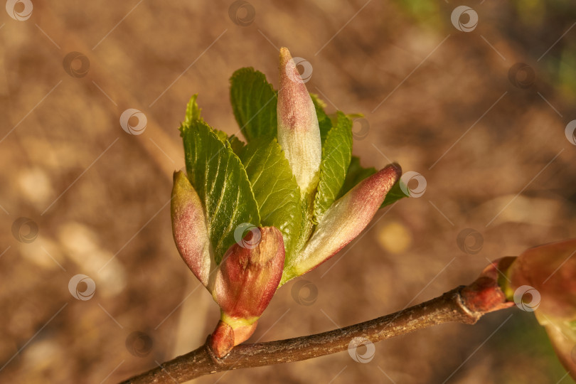 Скачать Бутоны липы распускаются. Бутоны липы (лат. Tilia) в лучах весеннего солнца. фотосток Ozero