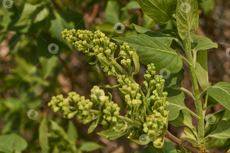 Скачать Распускаются бутоны сирени. Бутоны сирени (лат. Syringa vulgaris) в лучах весеннего солнца. фотосток Ozero