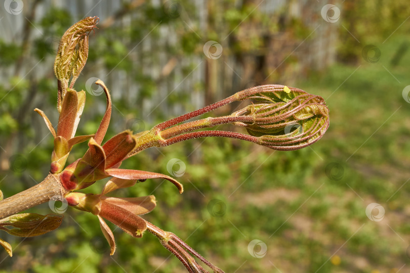 Скачать Из листовых почек клена остролистного (лат. Acer platanoides) распустились листья. фотосток Ozero