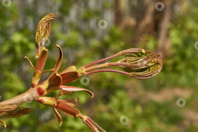 Скачать Из листовых почек клена остролистного (лат. Acer platanoides) распустились листья. фотосток Ozero