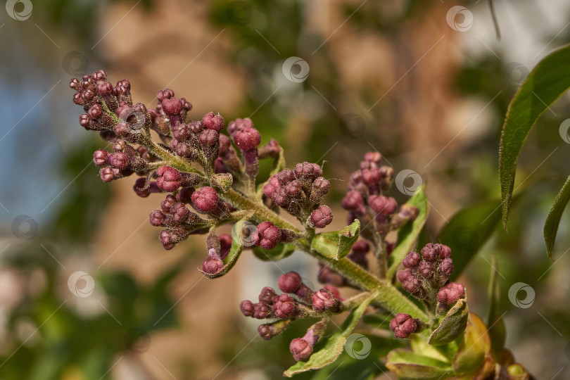 Скачать Распускаются бутоны сирени. Бутоны сирени (лат. Syringa vulgaris) в лучах весеннего солнца. фотосток Ozero