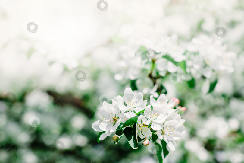 Скачать Цветущие белые ветви яблони весной фотосток Ozero