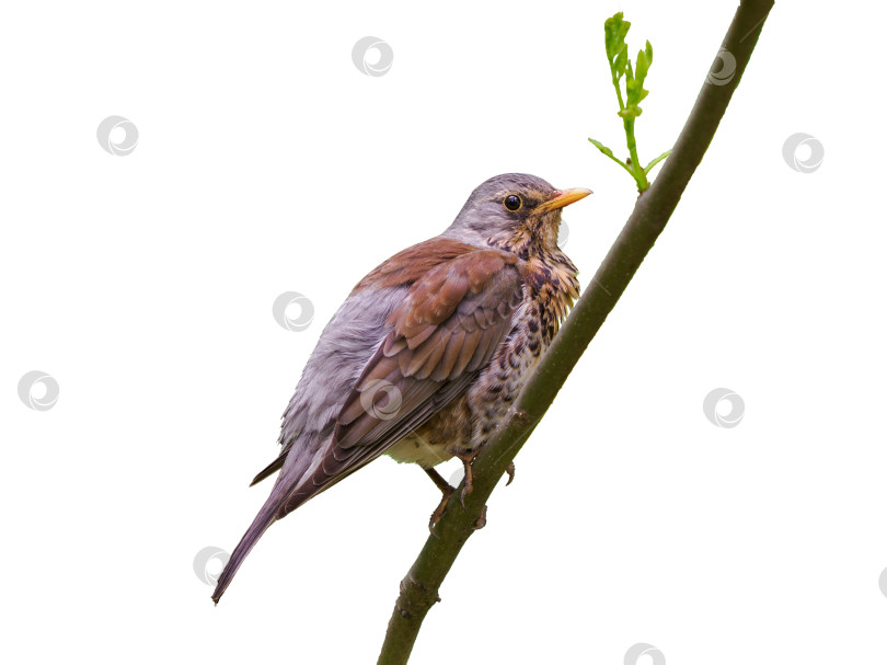 Скачать Turdus pilaris, или дрозд, сидящий на ветке, изолированно фотосток Ozero