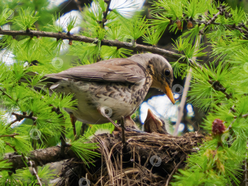 Скачать Полевка или Turdus pilaris в гнезде с птенцами фотосток Ozero