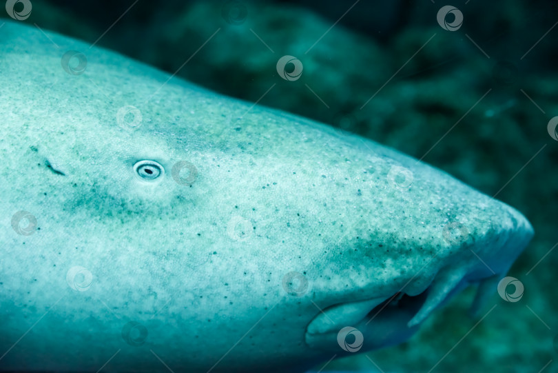 Скачать Крупный план рыжевато-коричневой акулы-няньки (Nebrius ferrugineus), детально демонстрирующей свои глаза и рот фотосток Ozero