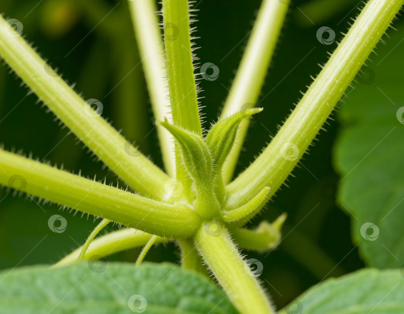 Скачать Завязь на стебле огурца. Генерируется искусственным интеллектом. фотосток Ozero