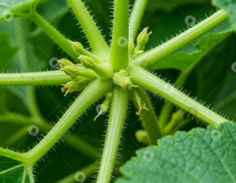 Скачать Завязь на стебле огурца. Генерируется искусственным интеллектом. фотосток Ozero