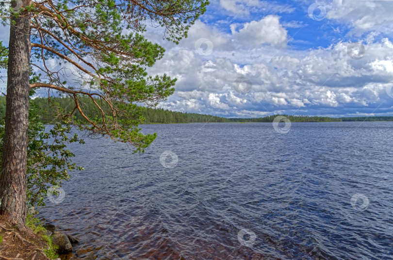 Скачать Типичный карельский пейзаж фотосток Ozero