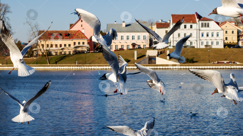 Скачать Чайки, летящие над водой, на фоне зданий фотосток Ozero