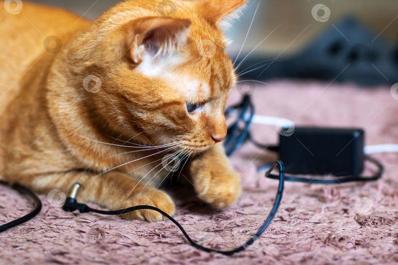Скачать Игривый рыжий кот с удовольствием играет со шнуром на полу фотосток Ozero