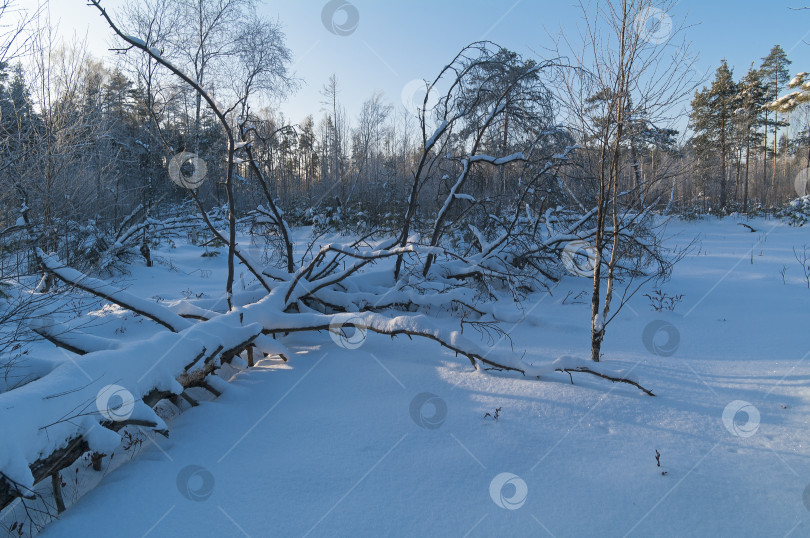 Скачать Торфяное болото зимой. фотосток Ozero