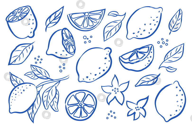 Скачать Очаровательные и яркие иллюстрации Blue Line Art Lemon для творческих проектов и декора фотосток Ozero