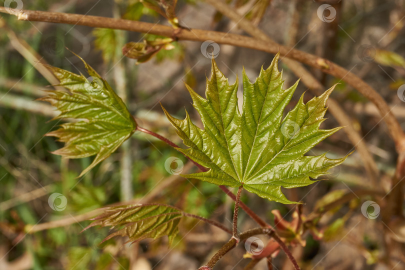 Скачать Из листовых почек клена остролистного (лат. Acer platanoides) распустились листья. фотосток Ozero