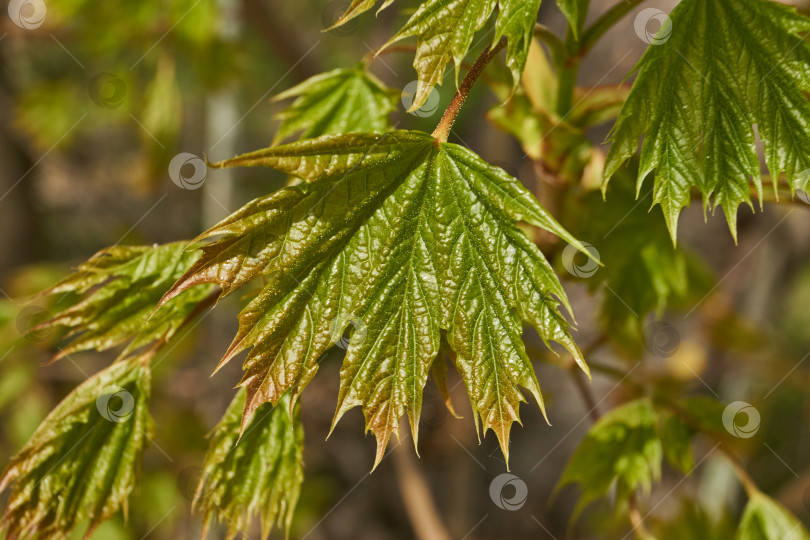 Скачать Из листовых почек клена остролистного (лат. Acer platanoides) распустились листья. фотосток Ozero