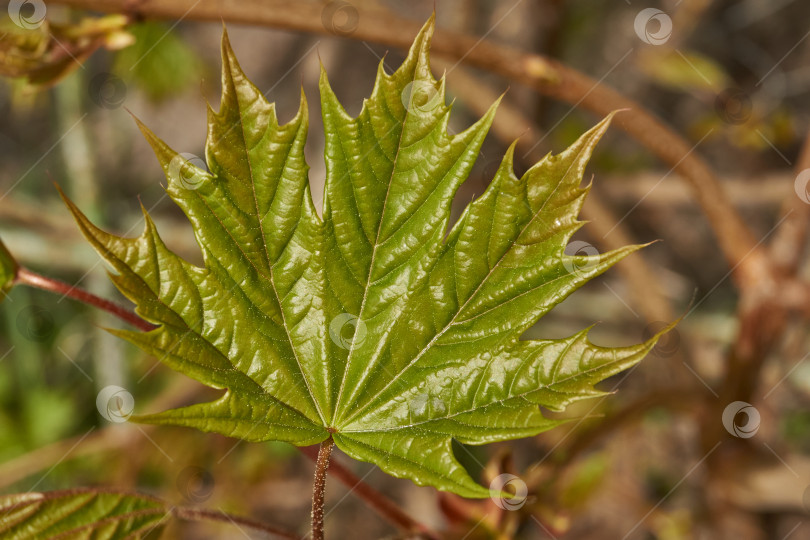 Скачать Из листовых почек клена остролистного (лат. Acer platanoides) распустились листья. фотосток Ozero
